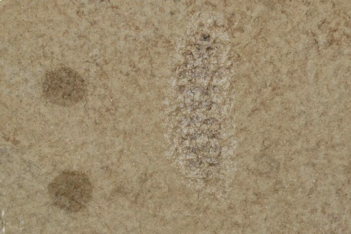 Jurassic Fossil Insect - Sundance Formation, Wyoming #216419